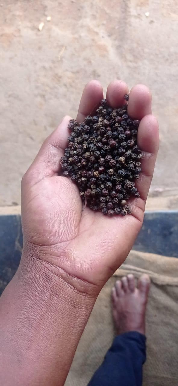 Black pepper, freshly harvested