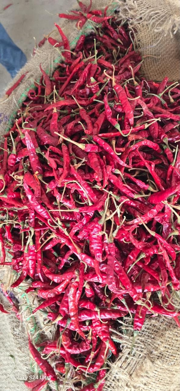 Dried red chillies, farm sorted